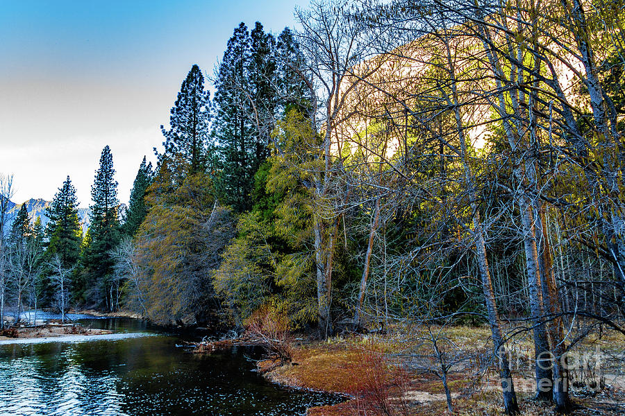 Yosemite Trees and Branches Photograph by Roslyn Wilkins