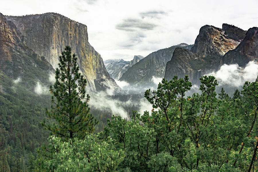 Yosemite Valley 3 Photograph by Silvia Marcoschamer
