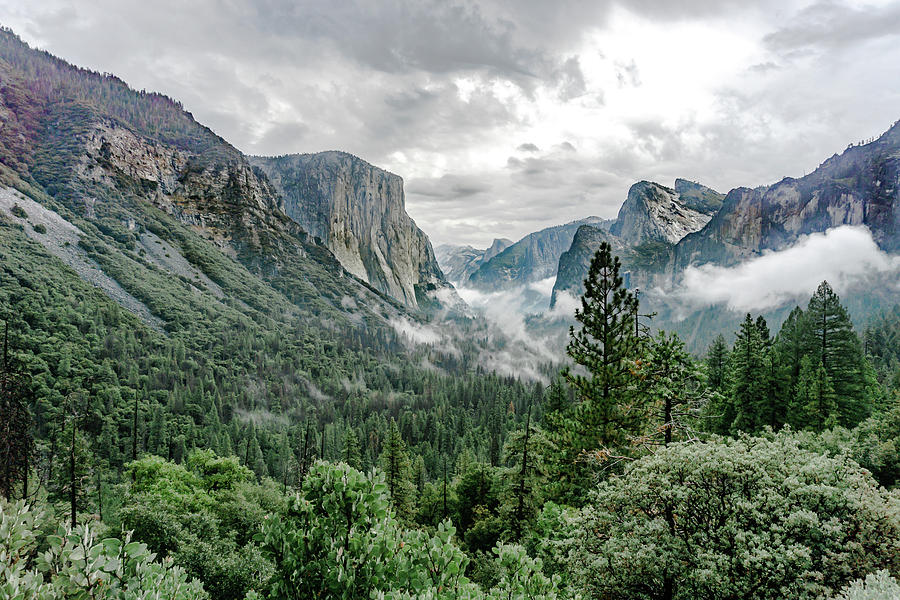 Yosemite Valley 5 Photograph by Silvia Marcoschamer