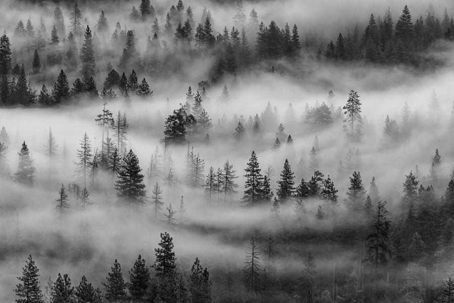 Yosemite Valley Fog Photograph by Rand Ningali