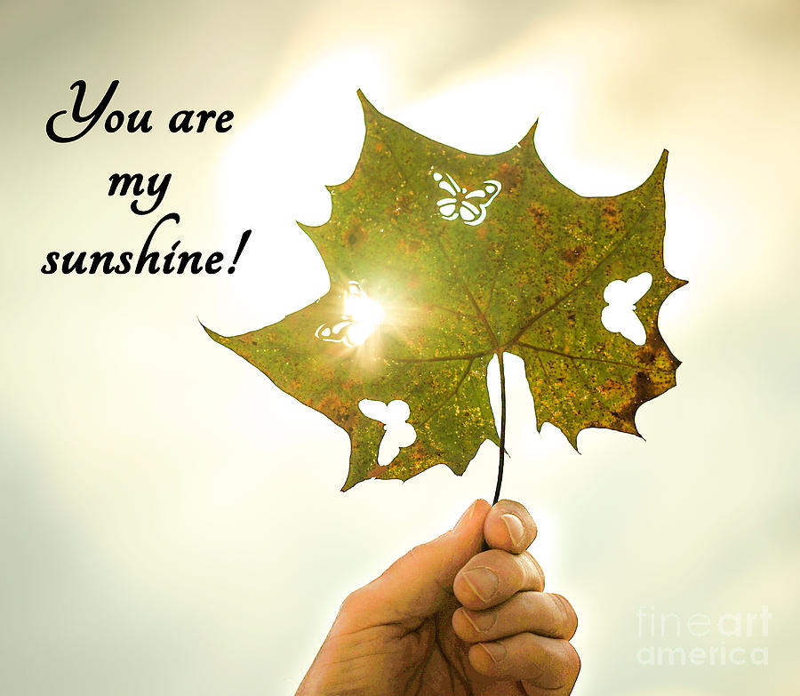 You are my sunshine Photograph by Cathy Donohoue