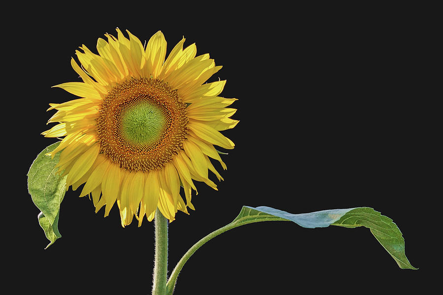 You Are My Sunshine - Sunflower Photograph by Nikolyn McDonald