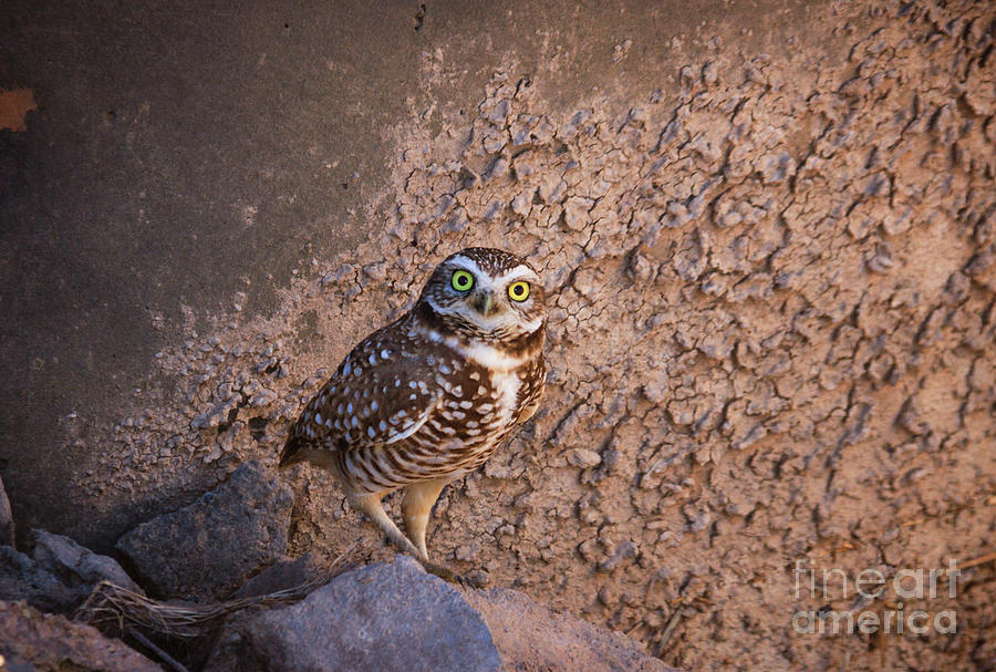 Owl Photograph - You Found Me by Robert Bales