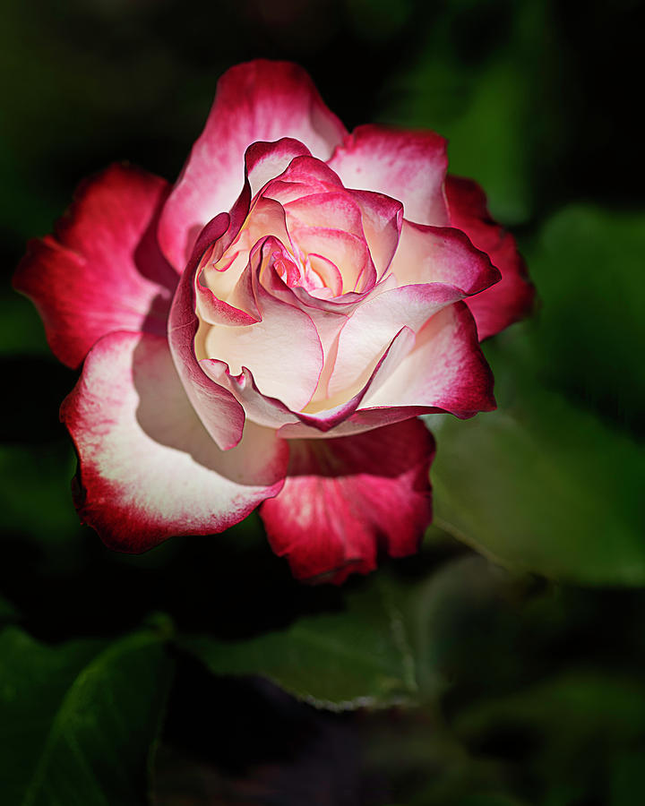 Rose Photograph - You Light Up My Life by TL Wilson Photography by Teresa Wilson