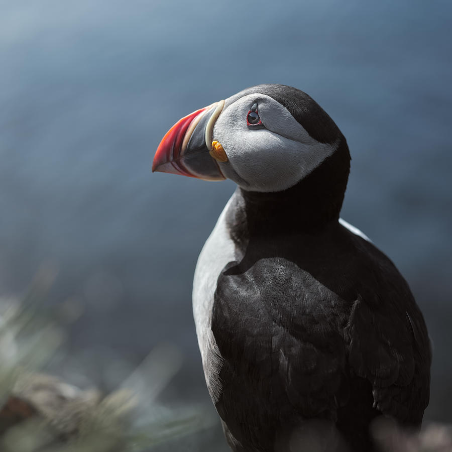 You Look Just Great Mr Puffin Photograph by Rafal R. Nebelski
