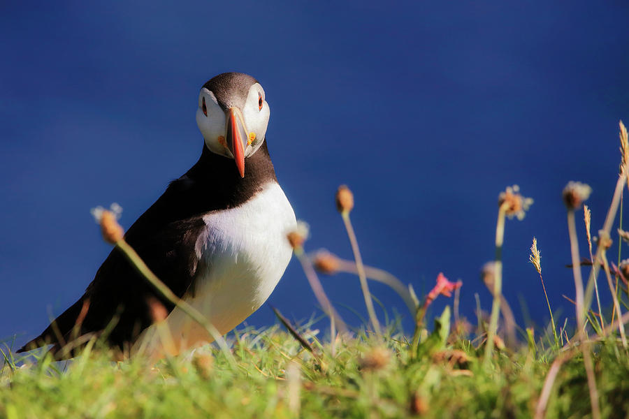 You Lookin At Me - Atlantic Puffin - Staffa Photograph by Jason Politte