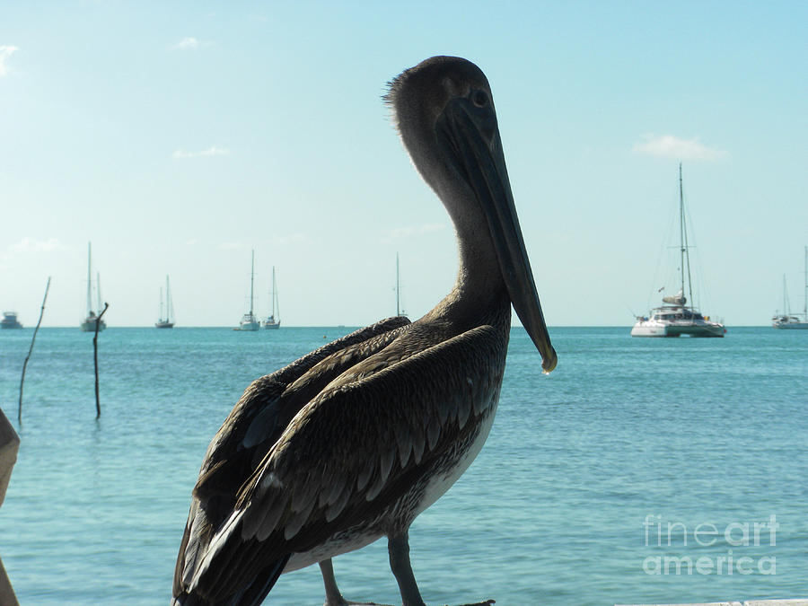 You Lookin at Me? by Randall Saltys You Lookin at Me? by Randall Saltys