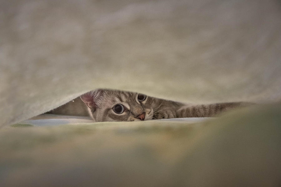 You Will Never Find Me! Photograph by Alessandro Traverso