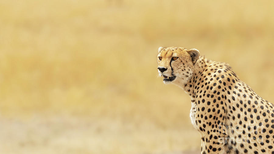 Young adult cheetah banner Photograph by Jane Rix