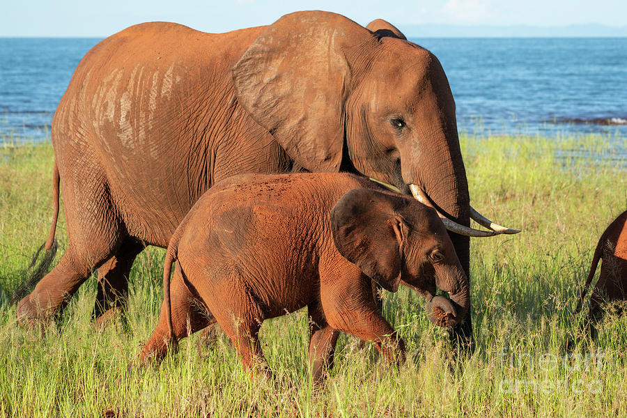 miarcus elephant