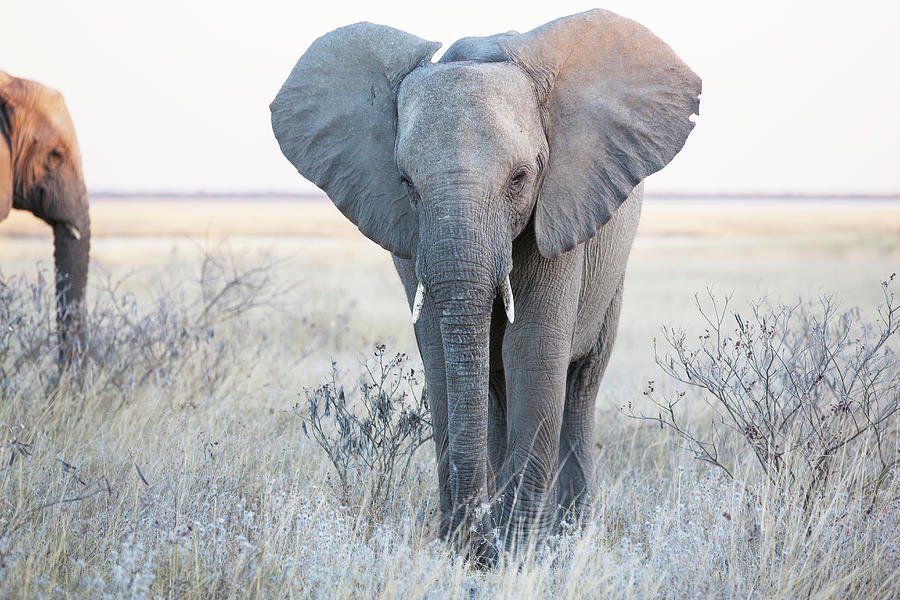 Young African Elephant On The Savannah Photograph by Bjarte Rettedal