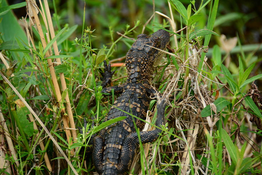 Young Alligator Photograph by Brigitta Diaz - Fine Art America