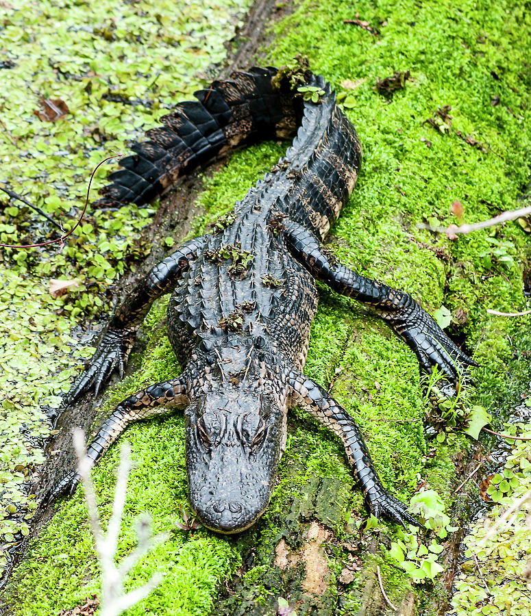Young Alligator Sunning Photograph