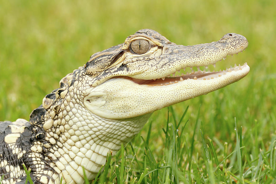 Young American Alligator Portrait Photograph by David Kenny