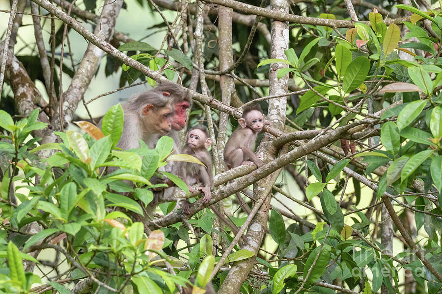 Young And Adult Bonnet Macaques In A Tree Photograph by Dr P. Marazzi ...