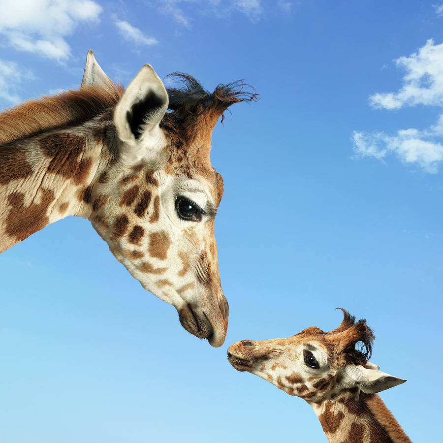 Young And Adult Giraffes Looking Face Photograph by Digital Zoo