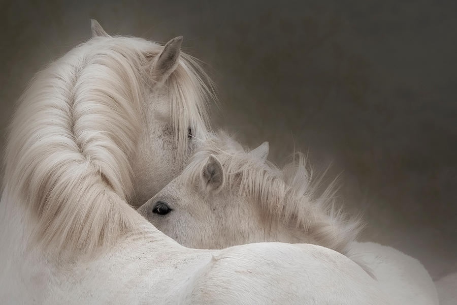 Young and Old. by Paul Martin Young and Old. by Paul Martin