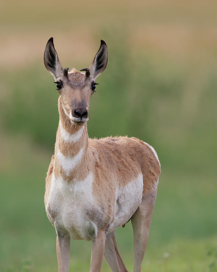 Young Antelope in Spring Photograph by Gary Langley