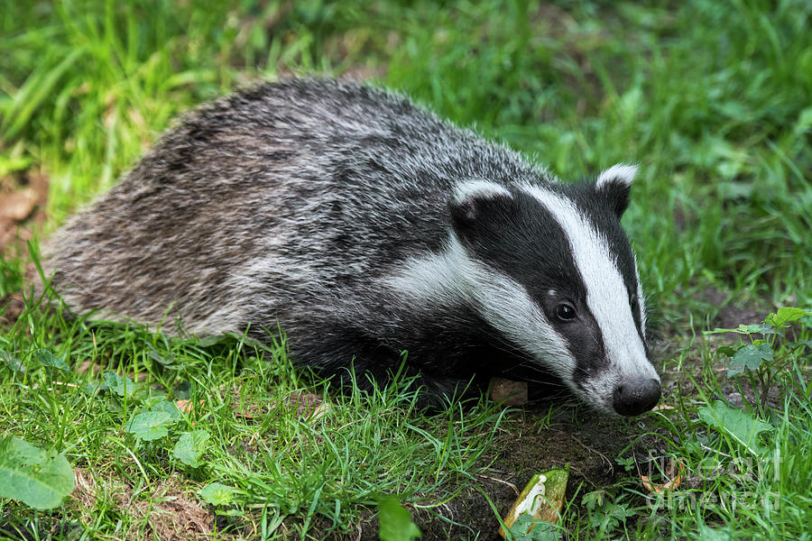 Young Badger Photograph by Arterra Picture Library