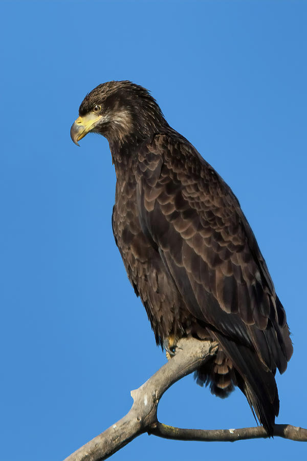 Young Bald Eagle Photograph by Kathleen Bishop