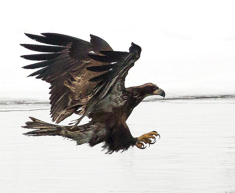 Young Bald Eagle by Pete Hendley Young Bald Eagle by Pete Hendley