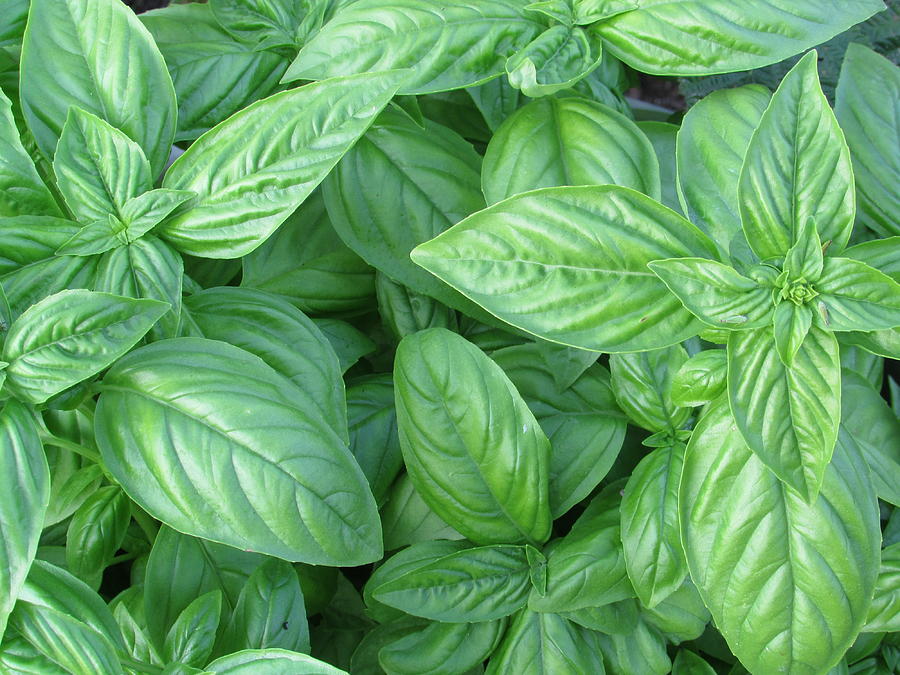 Young Basil Leaves Photograph by Donna Schwieder | Fine Art America