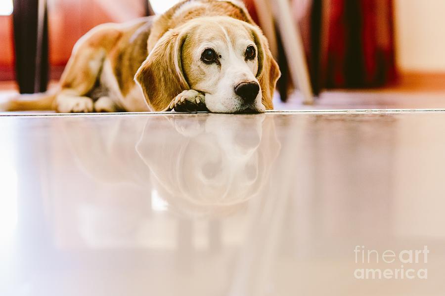 Young beagle dog rested inside a house Photograph by Joaquin Corbalan