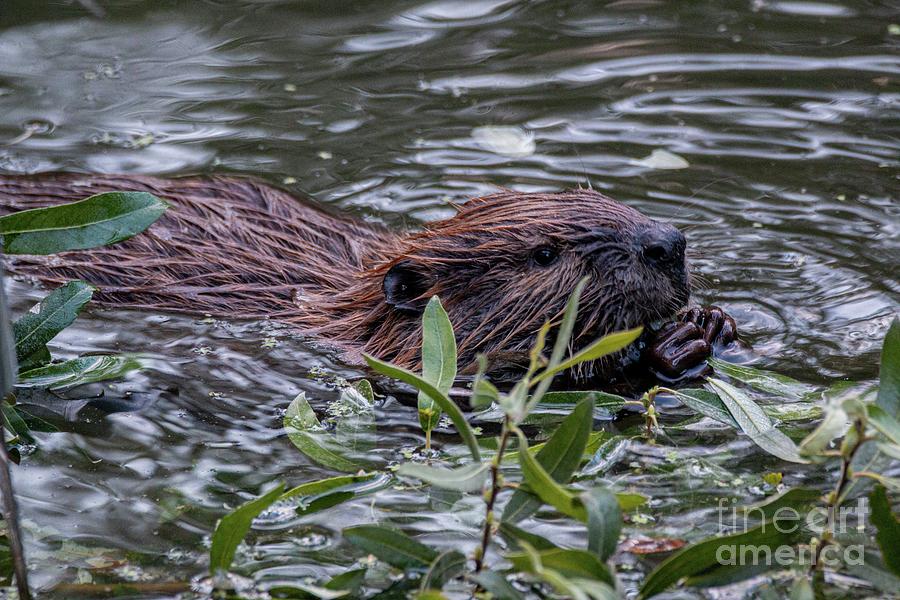  Young Beaver 1564 Photograph by Craig Corwin