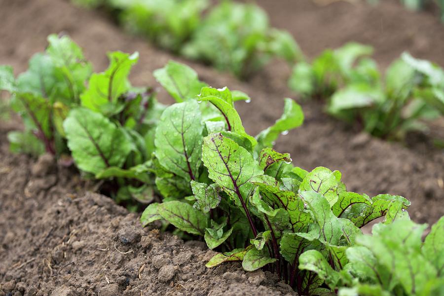 Young Beetroot Plants In A Vegetable Patch Photograph by Malgorzata ...