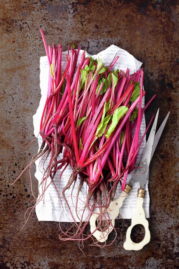 Young Beetroots On A Piece Of Newspaper With Scissors Photograph by Rua Castilho