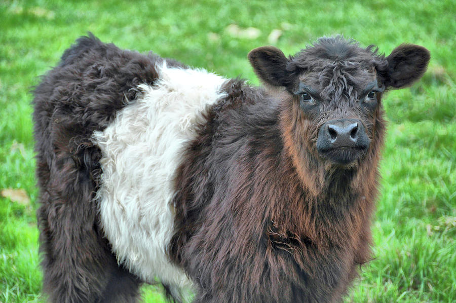Young Beltie Photograph by JAMART Photography