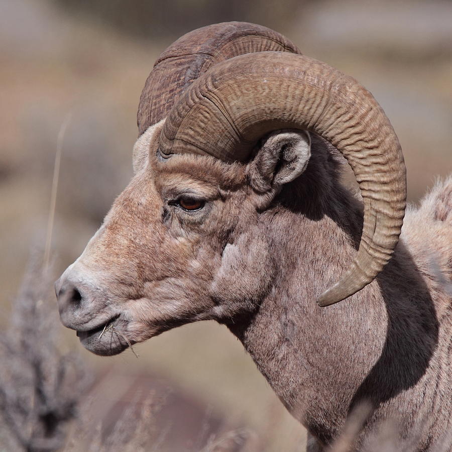 Young Bighorn Sheep Photograph by Hammerchewer (g C Russell)