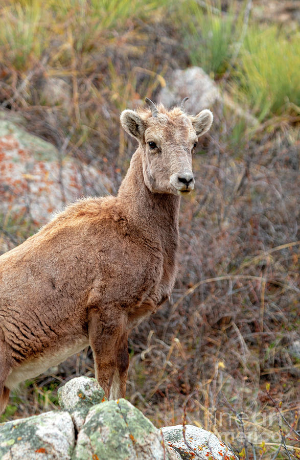 Young Bighorn Sheep in the Mountains Photograph by Steven Krull