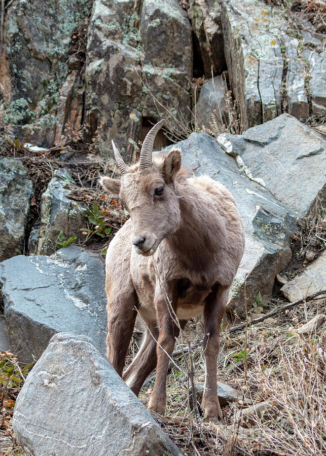 Young Bighorn Sheep in Waterton Photograph by Steven Krull