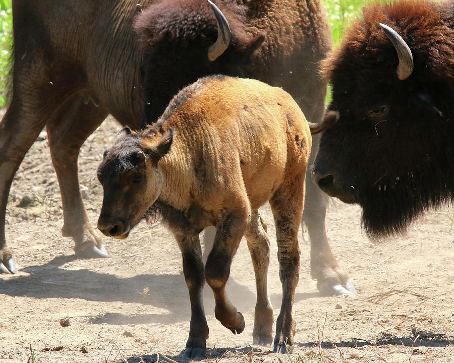 Young Bison Photograph by Arvin Miner