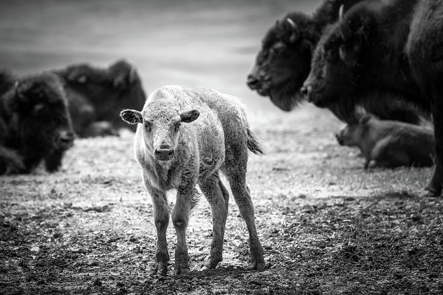 Young Bison in BW Photograph by James Barber