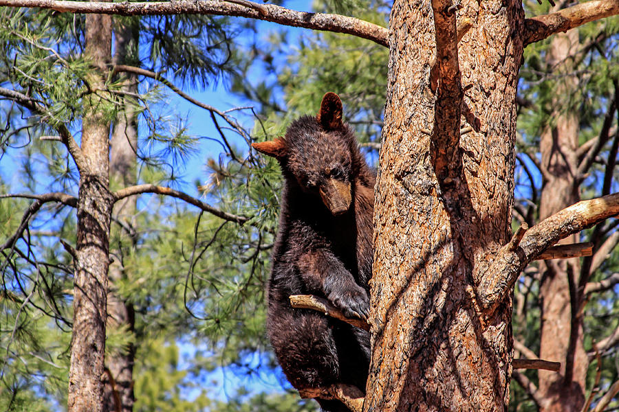 Young Black Bear in Tree 1, Arizona Photograph by Dawn Richards
