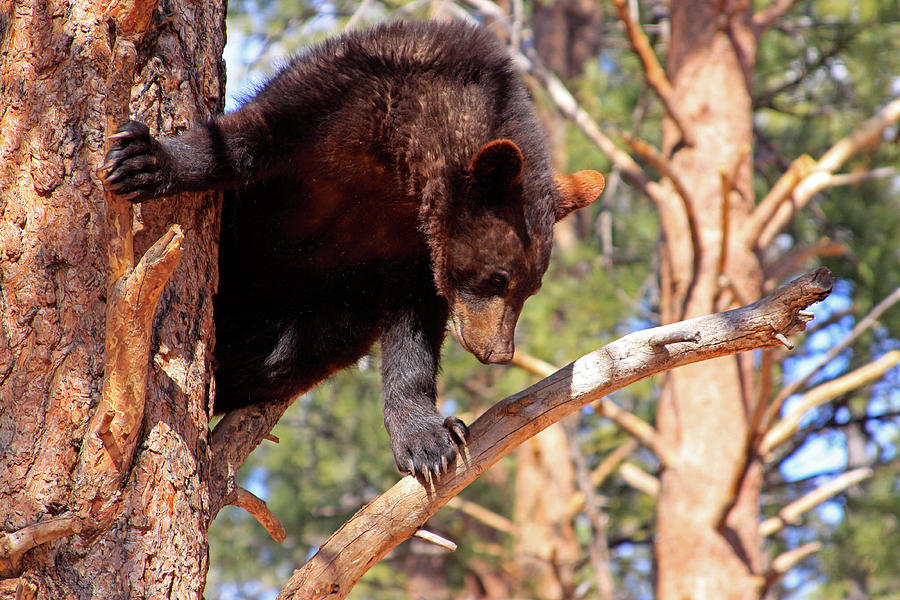 Young Black Bear in Tree 2, Arizona Photograph by Dawn Richards
