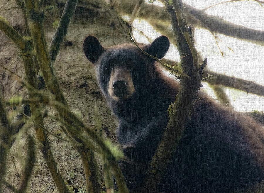 Young Black Bear In Vermont Photograph