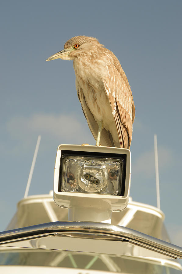 Young Black-crowned night heron Photograph by David Shuler