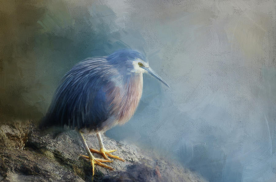 Young Blue Heron Painted Digital Art by Terry Davis