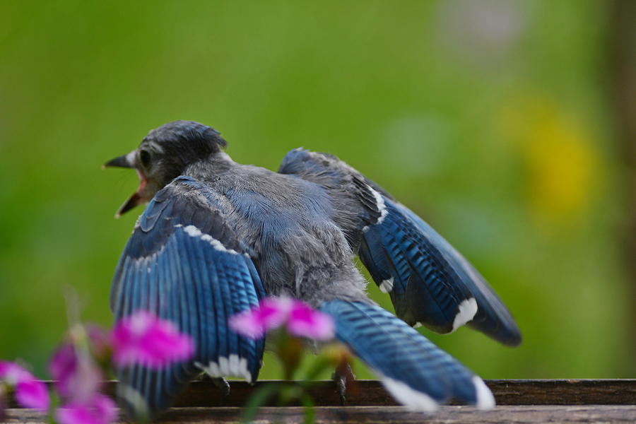 Young Blue Jay Photograph by Randall Branham