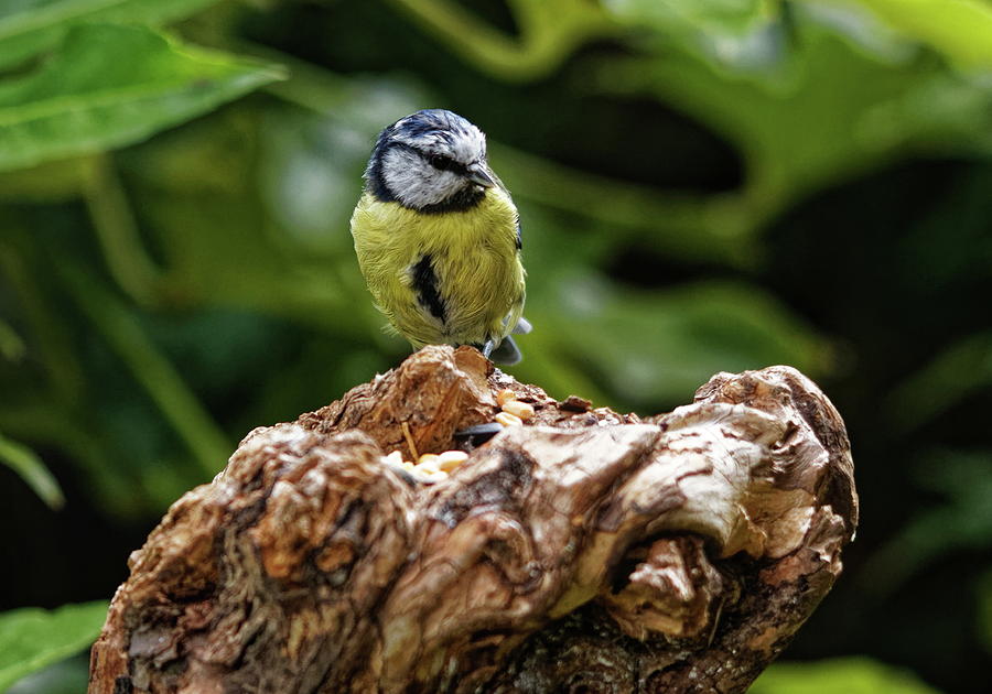 Young Blue Tit Photograph by Jeff Townsend