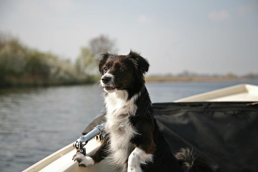 Young Border Collie Mix Watching Something From A Small Boat. Photograph by Cavan Images