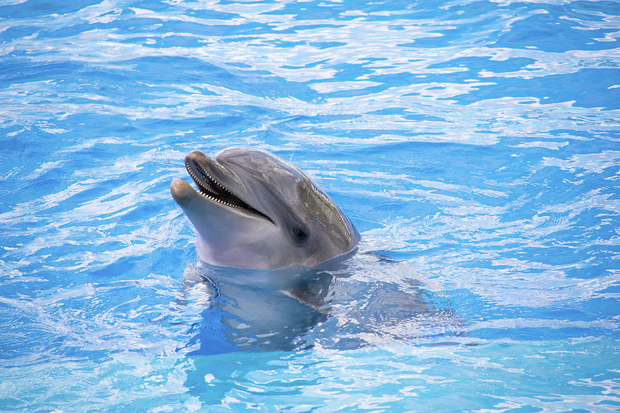 young dolphin