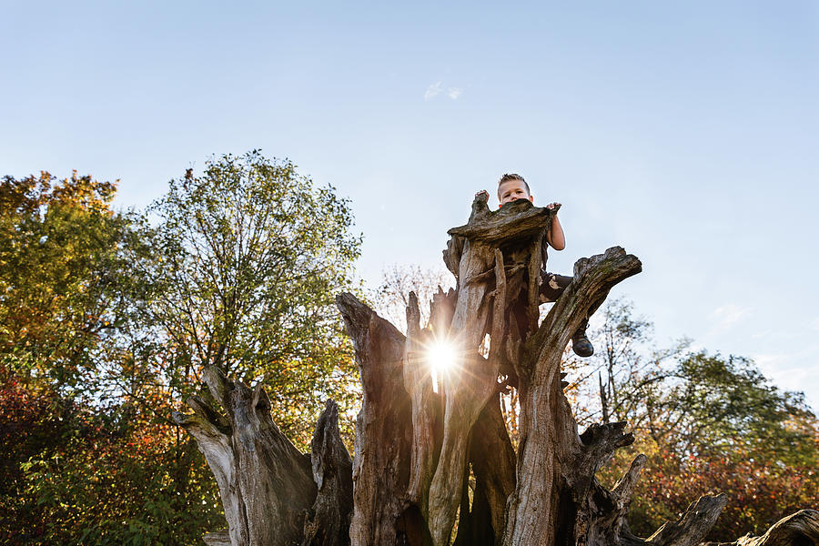 Fall Photograph - Young Boy Climbs Tree In The Autumn With A Sunflare In The Sunshined by Cavan Images
