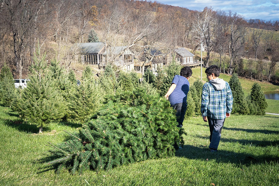 Young Boys Dragging A Cut Tree At A Christmas Tree Farm. Photograph by ...