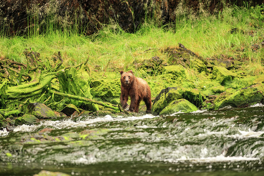Wildlife Photograph - Young Brown Bear Fishing For Spawning by Stuart Westmorland