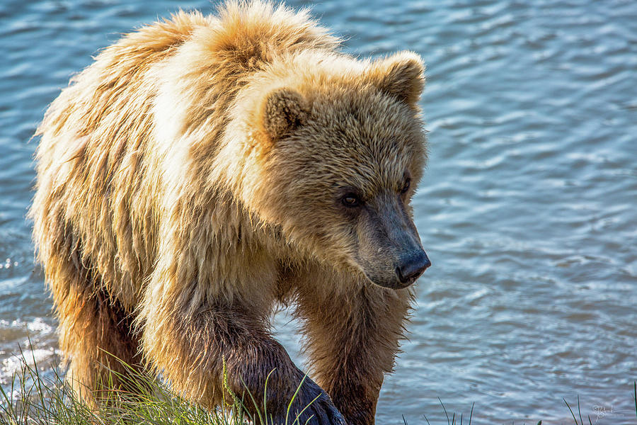 Young Brown Bear Photograph by James Zebrack | Fine Art America