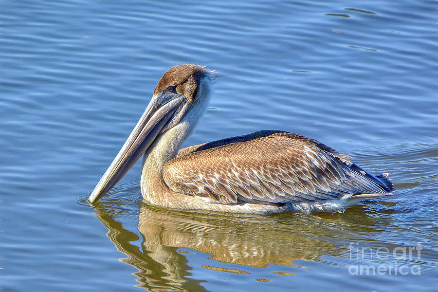 Young Brown Pelican by Kathy Baccari Young Brown Pelican by Kathy Baccari